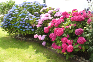 Hortensien in vielen Farben, machen aus einem tristen Garten ein blühendes Paradies.